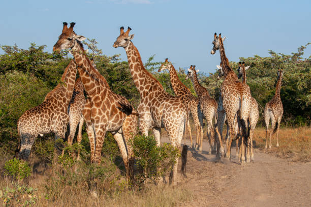 istock Journey of Giraffe 1282893582
