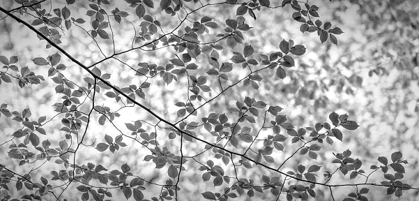 Springtime Beech leaves panorama in black and white.