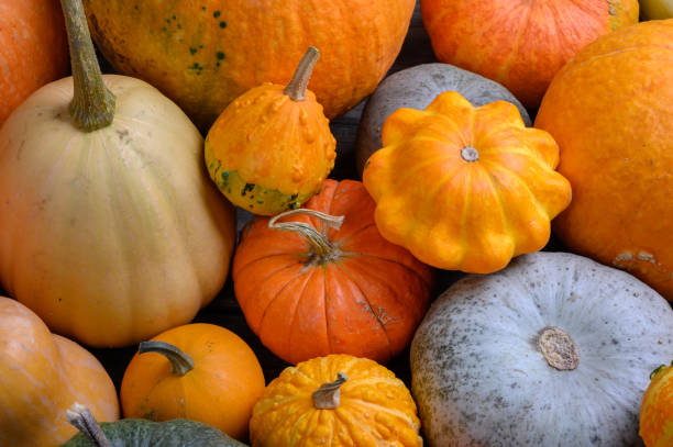 istock Autumn harvest colorful squashes and pumpkins in different varieties. 1282893888