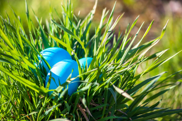 Easter blue eggs in green grass on a sunny day