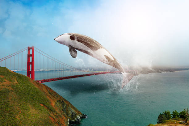 balena assassina sul golden gate bridge - golden gate bridge bridge large san francisco county foto e immagini stock