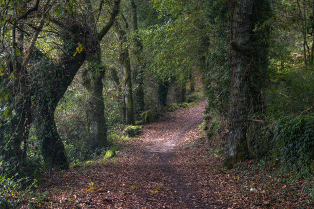 istock Forest track leads into an eerie dark forest 1282895689