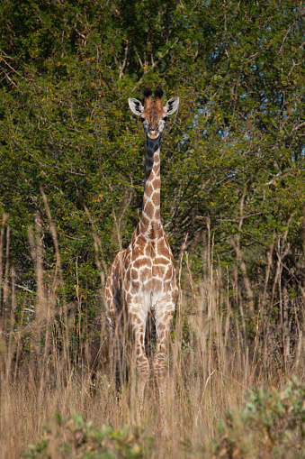A Giraffe seen on a safari in South Africa