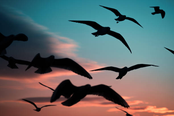 istock Silhouette of seagulls on a blue sky on sunset. 1282895922