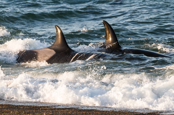 istock Orca, patagonia, Argentina 1282898250