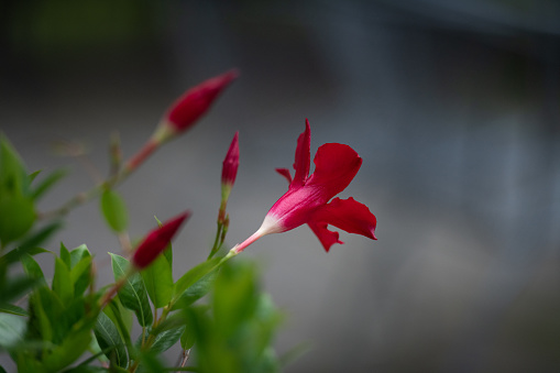 red hibiscus in bloom