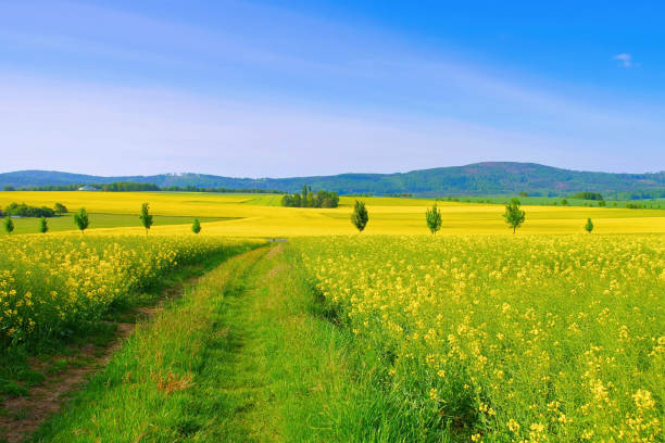 Landscape in Upper Lusatia with flowering rape field, Germany