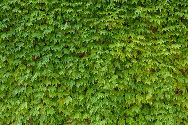 full frame texture background vine garden green leafs foliage Boston Ivy stock pictures, royalty-free photos & images