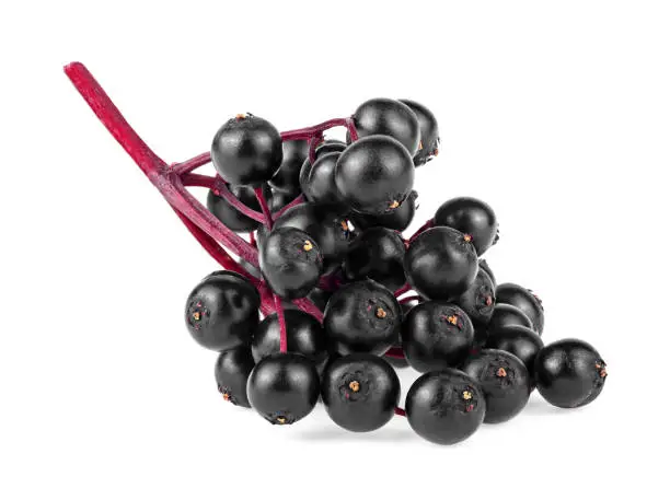 Elderberry fresh fruit isolated on a white background. Elderberries with twig. Sambucus branch. European black elderberry.