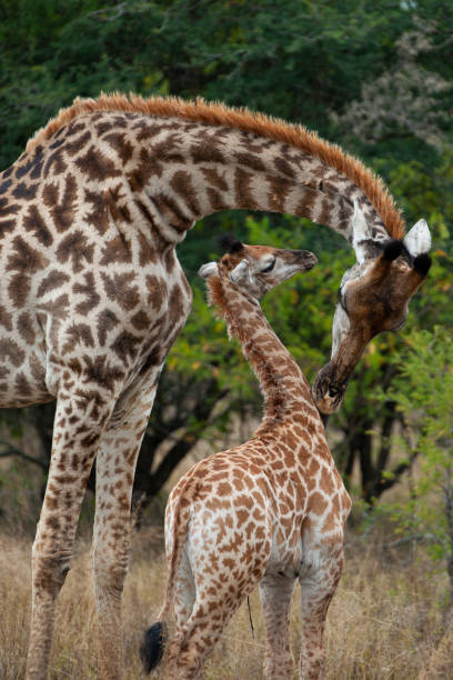 istock Giraffe and Baby 1282899928