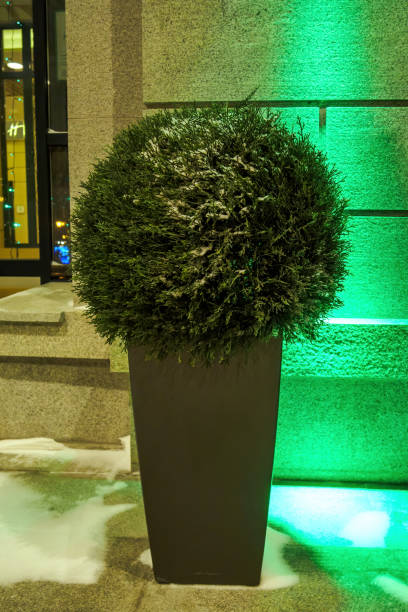 istock Artificial boxwood ball-shaped topiary tree in pot with outdoors in winter evening 1282900743