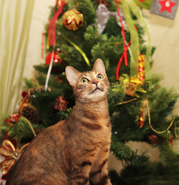 istock Cat on the background of a Christmas tree decorated, close-up 1282900832
