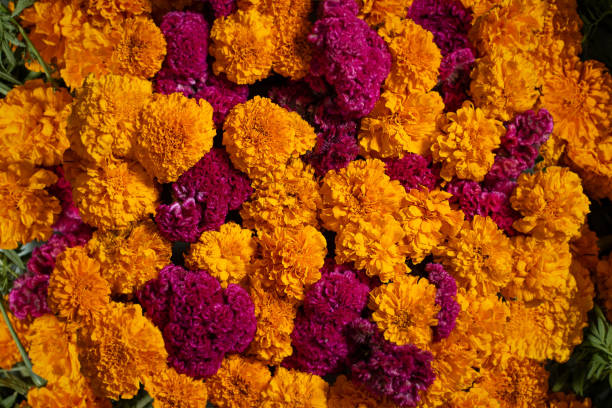 istock Day of the Dead Flowers 1282901204