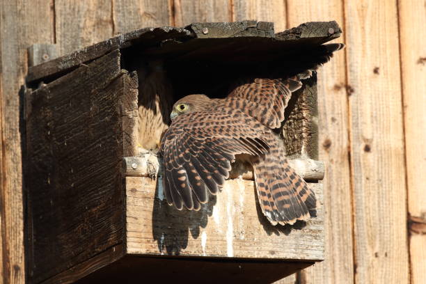 istock common kestrel (Falco tinnunculus) young birds at the nest box 1282902404