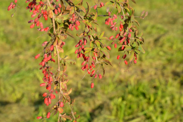 istock Barberry berries on branch. 1282903657