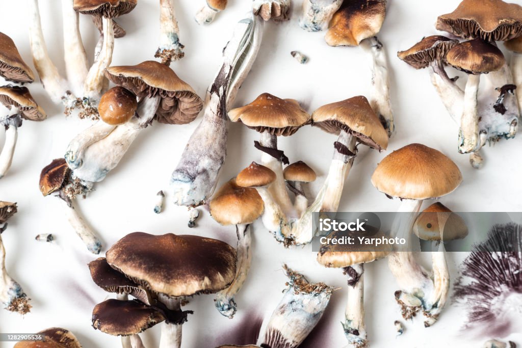 hallucinogenic mushrooms psilocybe cubensis hallucinogenic magic mushroom cap, plilocybe cubensis Psilocybin Mushroom Stock Photo