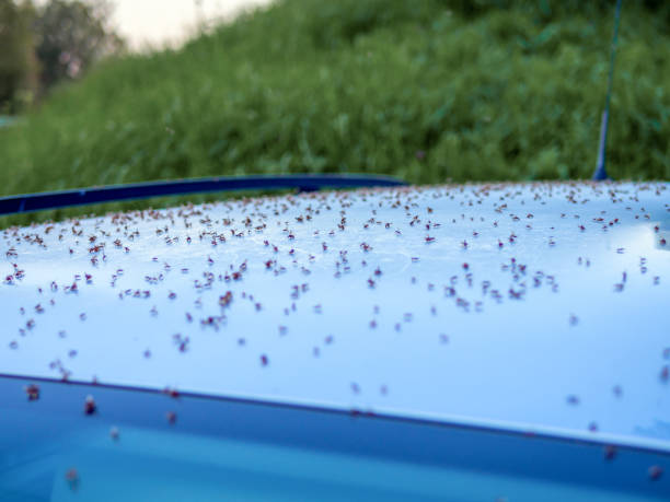 istock Live flies around the car 1282905698