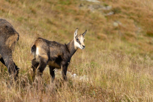 istock Tatra chamois (Rupicapra rupicapra tatrica) in a mountain natural environment. 1282906094