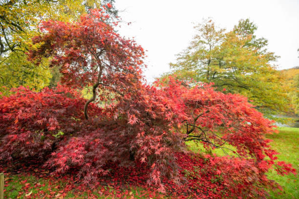 japanischer ahorn (acer japonica) baum - acer japonica stock-fotos und bilder