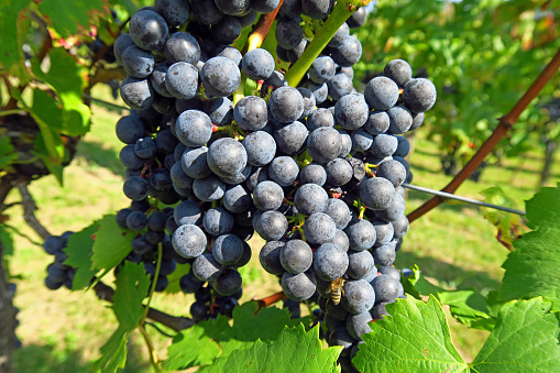 Ripe blue grapes in the vineyard.