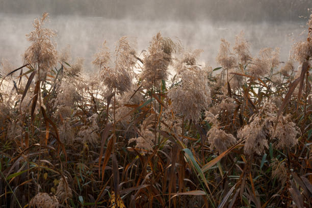 Reed blooming. Morning fog on the river