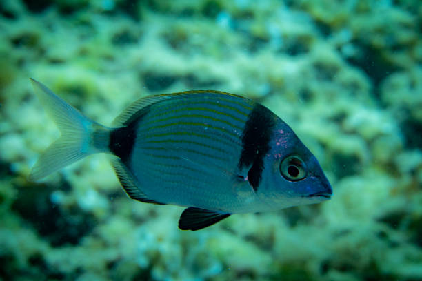 istock A very big fish from side underwater in the blue sea 1282907059