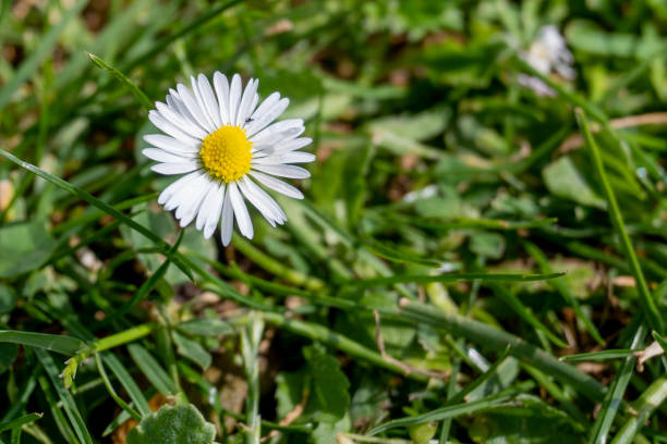 istock Daisy type flower alone and isolated on a natural green grass field 1282908375