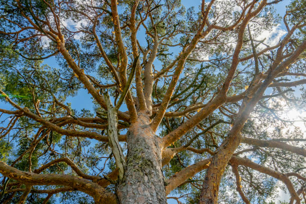 istock Robust tree with few leaves and many gnarled branches with blue sky in the background 1282908393
