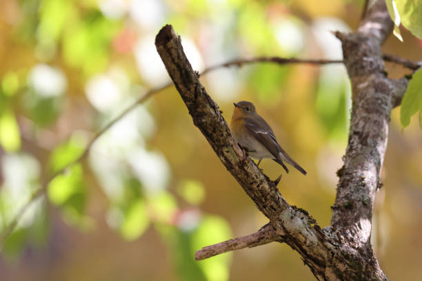 istock a mugimaki flycatcher on a branch of tree 1282909447
