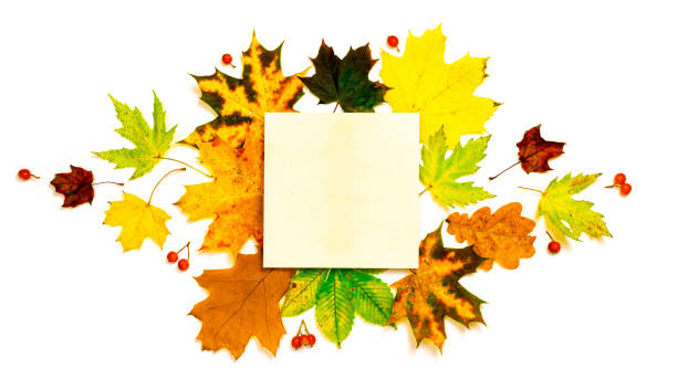 istock Maple leaf autumn. Colourful dried leaves, red berries in autumn composition isolated on white background. Flat lay, top view, square, copy space. 1282910437