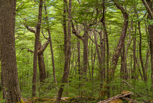 Ushuaia, Tierra del Fuego, Argentina - December 13, 2008: Martial Mountains in Nature Reserve. Light green foliage screen cut by slender brown tree trunks in forest.