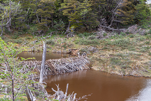 Ushuaia, Tierra del Fuego, Argentina - December 13, 2008: Martial Mountains in Nature Reserve. Closeup of small beaver dam holding brown water in double level pond in front of forest.
