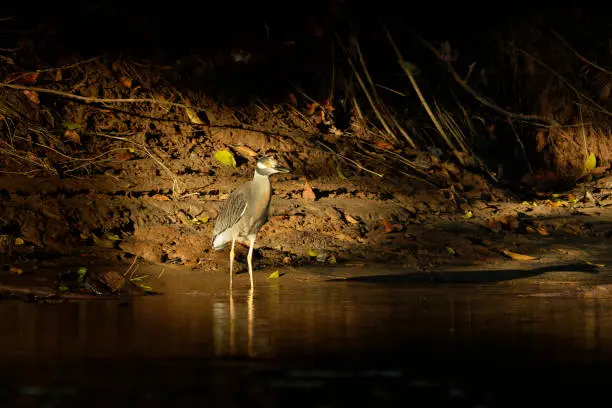 Photo of Yellow-crowned Night-Heron - Nyctanassa violacea is species of night herons found in the Americas, known as the Bihoreau Violacé in French and the Pedrete Corona Clara in Spanish.