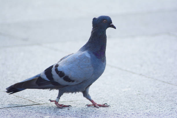 istock feral pigeon with a metal ring 1282910739