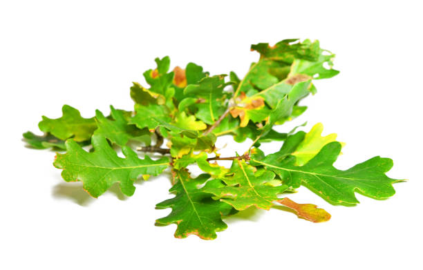 istock Branch of an oak 1282912574