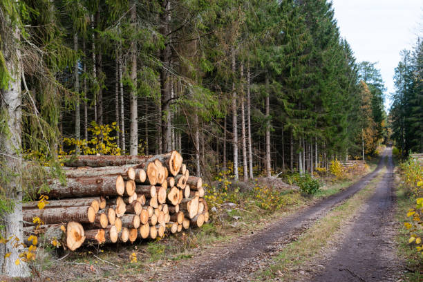 logpile per ciglio della strada nella stagione autunnale - logpile foto e immagini stock