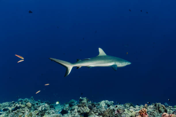 istock Blacktail Reef Sharks Carcharhinus amblyrhynchos Near Deep Reef, Blue Corner, Palau, Micronesia 1282913111