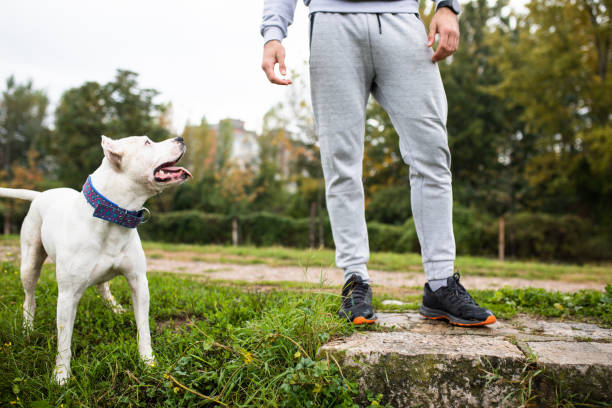 Staffordshire Bull Terrier