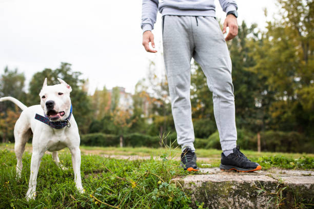 istock A beautiful Staffordshire Bull Terrier 1282913793