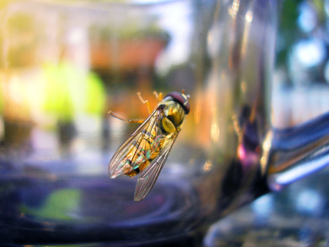 Wasp on a glass cup during the sunny summer day