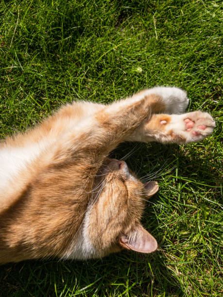 istock Domestic ginger cat asleep on grass lawn in sunlight 1282913982