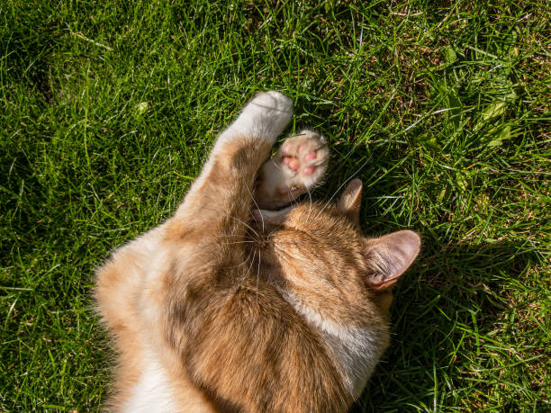 istock Domestic ginger cat asleep on grass lawn in sunlight 1282913994