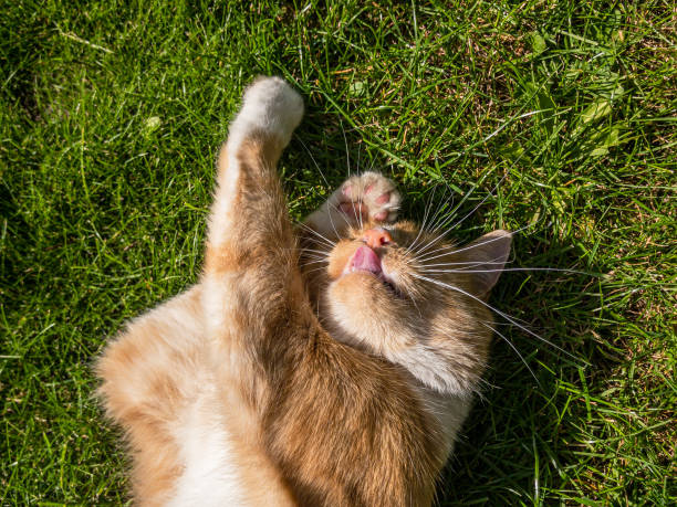 istock Domestic ginger cat asleep on grass lawn in sunlight 1282914005