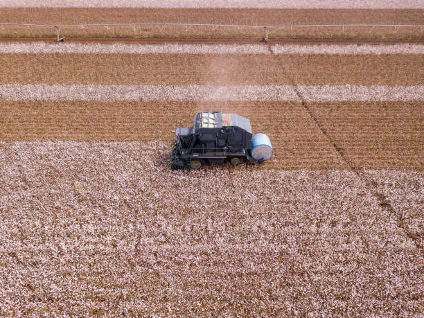 istock Cotton Plant. Cotton picker working in a large cotton field. 1282914022