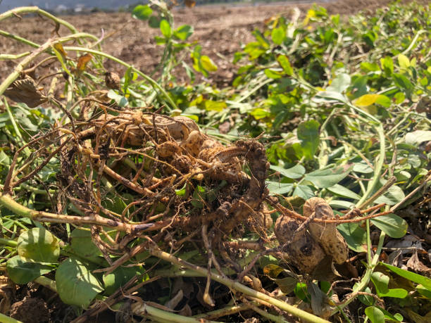 istock Peanut Harvest. Fresh peanuts with shells on farmland. 1282914224