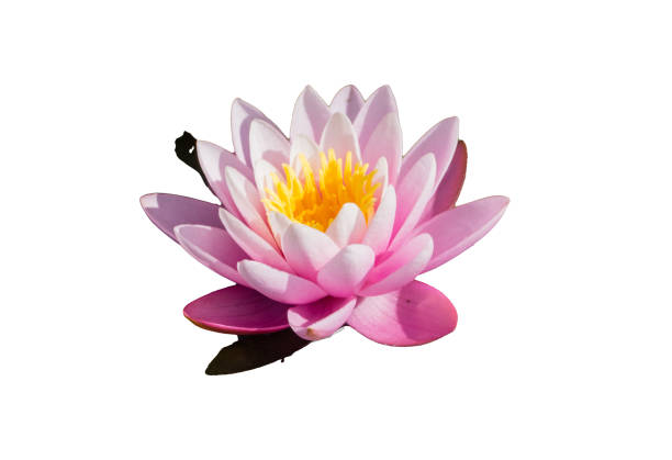 istock Pink Waterlily on white Background 1282914897
