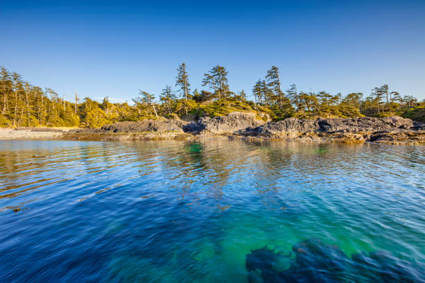 Rocky beach Tofino British Columbia Canada