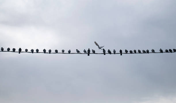 istock Group of pigeons perched on the high voltage wire, social distancing concept 1282916400