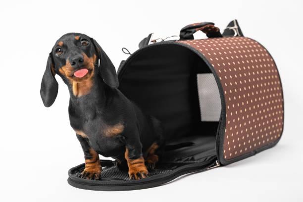 Adorable dachshund puppy sits at entrance to opened pet carrier with rigid frame, and playfully shows tongue, white background, copy space. Convenient equipment for traveling with animal. Adorable dachshund puppy sits at entrance to opened pet carrier with rigid frame, and playfully shows tongue, white background, copy space. Convenient equipment for traveling with animal accustom stock pictures, royalty-free photos & images