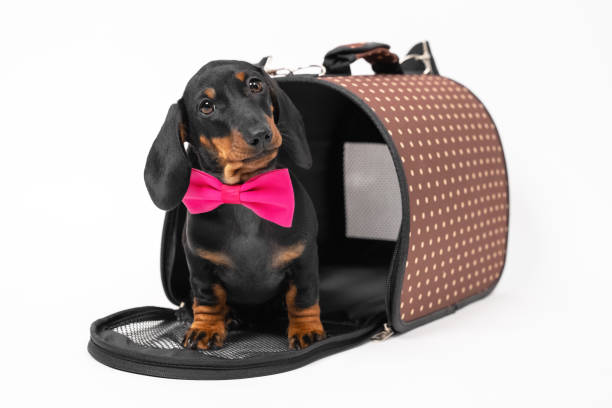 Lovely dachshund puppy in pink bow tie sits at entrance to opened pet carrier with rigid frame, white background, copy space. Convenient equipment for safety traveling with animals Lovely dachshund puppy in pink bow tie sits at entrance to opened pet carrier with rigid frame, white background, copy space. Convenient equipment for safety traveling with animals. accustom stock pictures, royalty-free photos & images